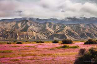 The Cuyama valley-0628